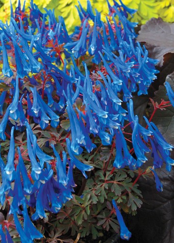 blue-heron_corydalis-curviflora_79428_2.jpg