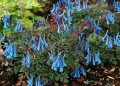 blue-heron_corydalis-curviflora_79428_3.jpg