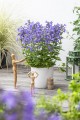 blue-planet_nepeta-hybrida_74947_1.jpg