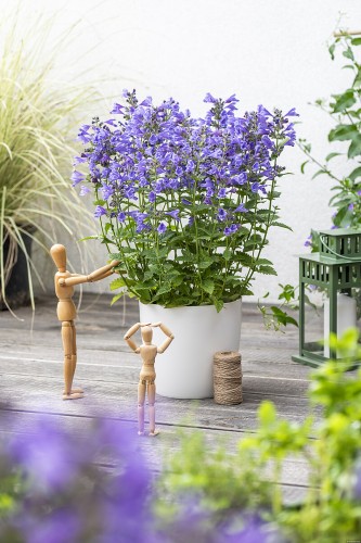 blue-planet_nepeta-hybrida_74947_1.jpg