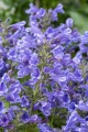 blue-planet_nepeta-hybrida_74947_4.jpg