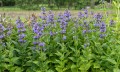 blue-planet_nepeta-hybrida_74947_7.jpg