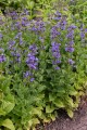 blue-planet_nepeta-hybrida_74947_8.jpg