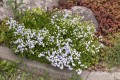 elizabeth-oliver_campanula-cochleariifolia_72224_1.jpg