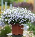 elizabeth-oliver_campanula-cochleariifolia_72224_2.jpg