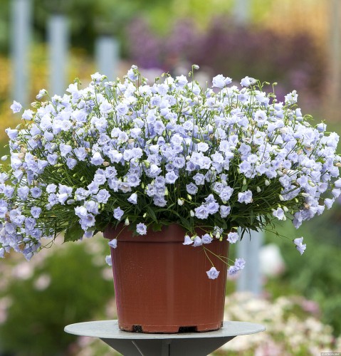 elizabeth-oliver_campanula-cochleariifolia_72224_2.jpg