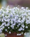 elizabeth-oliver_campanula-cochleariifolia_72224_3.jpg