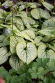 little-heart_brunnera-macrophylla_70493_1.jpg