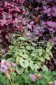 little-heart_brunnera-macrophylla_70493_2.jpg