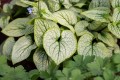 little-heart_brunnera-macrophylla_70493_3.jpg
