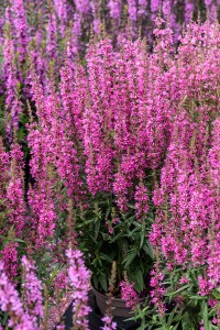 Krwawnica Luminara Hot Pink Lythrum 