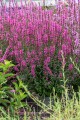 luminara-hot-pink_lythrum-hybrida_77376_4.jpg