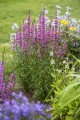 luminara-hot-pink_lythrum-hybrida_77376_5.jpg
