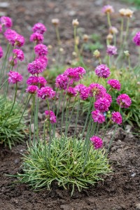 Zawciąg nadmorski Armeria maritima Nifty Thrifty 