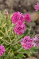 nifty-thrifty_armeria-maritima_79815_2.jpg
