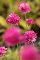 nifty-thrifty_armeria-maritima_79815_3.jpg