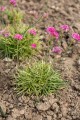 nifty-thrifty_armeria-maritima_79815_4.jpg