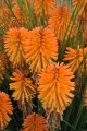 poco-orange_kniphofia-hybrida_75040_1.jpg