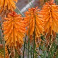 poco-orange_kniphofia-hybrida_75040_2.jpg