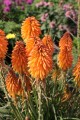 poco-orange_kniphofia-hybrida_75040_3.jpg