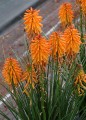poco-orange_kniphofia-hybrida_75040_4.jpg