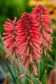 poco-red_kniphofia-hybrida_75041_1.jpg