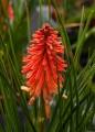 poco-red_kniphofia-hybrida_75041_2.jpg