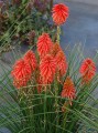 poco-red_kniphofia-hybrida_75041_3.jpg