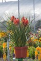 poco-red_kniphofia-hybrida_75041_4.jpg