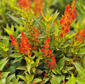 Celozja Pierzasta Celosia plumosa Kelos® Fire Orange