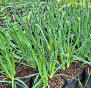 Czosnek Ozdobny Allium hybrida Lavender Bubbles