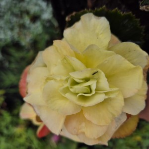 Begonia zwisająca Fragrant Falls Lemon