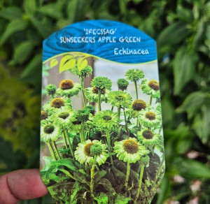 Jeżówka Echinacea SunSeekers Apple Green 