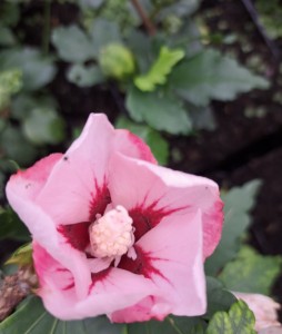 Hibiskus Mathilde Ketmia Syryjska