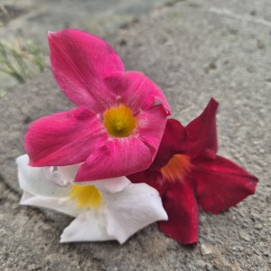 Dipladenia Brasileira Carioca Tris