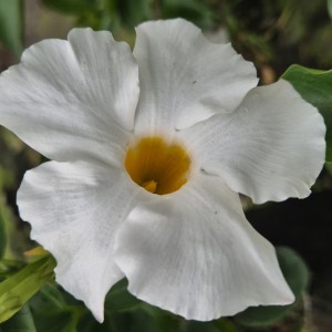 Dipladenia Brasileira Snow White