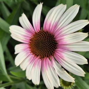 Jeżówka Echinacea Fountain Pink Eye