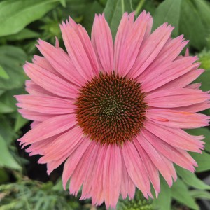 Jeżówka Echinacea SunSeekers Rainbow