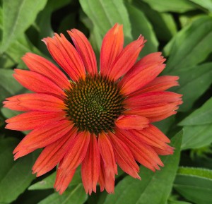 Jeżówka Echinacea SunSeekers Coral