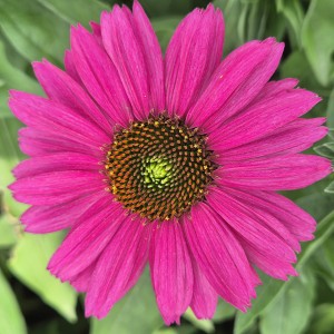 Jeżówka Echinacea SunSeekers Magenta