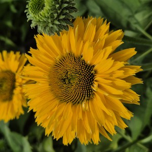 Jeżówka Echinacea SunSeekers Golden Sun