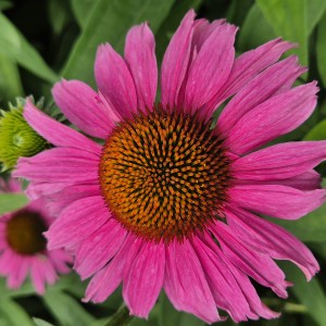 Jeżówka Echinacea SunSeekers Hot Pink