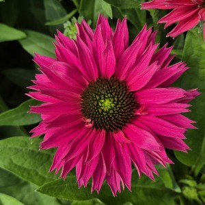 Jeżówka Echinacea SunSeekers Sweet Fuchsia