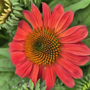 Jeżówka Echinacea Pearl™ Dark Orange