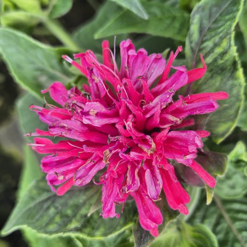 14027.jpg