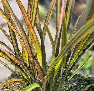 Len nowozelandzki Phormium tenax Tęgosz mocny Flamingo