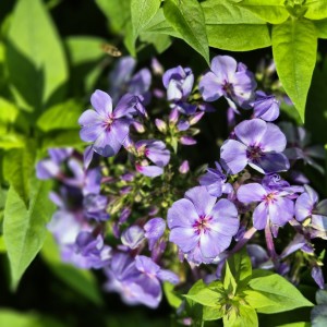 Floks wiechowaty Phlox paniculata Blue Dolphin