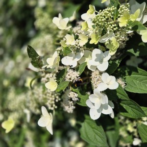 Hortensja bukietowa Pink Diamond 3L