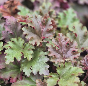 Żurawka Heuchera World Caffe Lungo