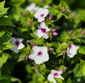 Floks wiechowaty Phlox paniculata Early Blush Pop